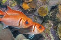 Caribbean coral reef soldierfish