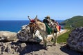 Caribbean donkey, St Kitts and Nevis Royalty Free Stock Photo