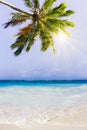 Caribbean Dream beach and palm. Royalty Free Stock Photo