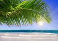 Caribbean Dream beach and palm. Royalty Free Stock Photo