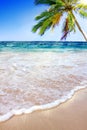 Caribbean Dream beach and palm. Royalty Free Stock Photo