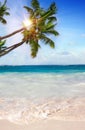 Caribbean Dream beach and palm. Royalty Free Stock Photo