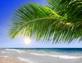 Caribbean Dream beach and palm. Royalty Free Stock Photo
