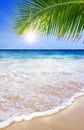 Caribbean Dream beach and palm. Royalty Free Stock Photo