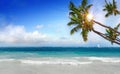Caribbean Dream beach and palm. Royalty Free Stock Photo