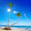 Caribbean Dream beach and palm. Royalty Free Stock Photo