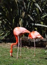 Caribbean flamingo