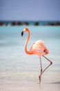 Caribbean Flamingo of Aruba Royalty Free Stock Photo