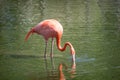 Caribbean Flamingo In Blackpool Zoo