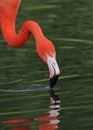 Caribbean Flamingo