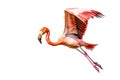 A caribbean flamingo is flying on white background. Wildlife Animals. Illustration, Generative AI