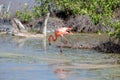 CARIBBEAN FLAMINGO, GALAPAGOS ISLANDS