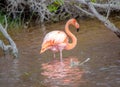 CARIBBEAN FLAMINGO, GALAPAGOS ISLANDS