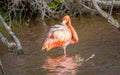 CARIBBEAN FLAMINGO, GALAPAGOS ISLANDS