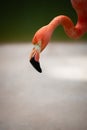 Caribbean flamingo head and neck close up red and pink Royalty Free Stock Photo