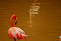 Caribbean flamingo looking