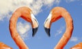 Caribbean flamingo love heart