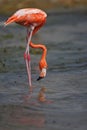 Caribbean Flamingo (Phoenicopterus ruber)