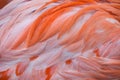 Caribbean flamingo (Phoenicopterus ruber) Royalty Free Stock Photo