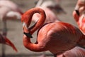 Caribbean flamingo (Phoenicopterus ruber) Royalty Free Stock Photo