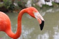 Caribbean flamingo portrait