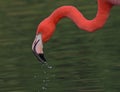 Caribbean Flamingo