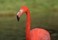 Caribbean Flamingo