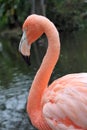 Caribbean Flamingo Portrait
