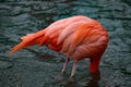 Caribbean flamingo in river with head under the surface of the water