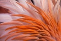 Caribbean flamingo (Phoenicopterus ruber) Royalty Free Stock Photo