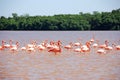 Caribbean Flamingo in Yucatan