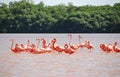 Caribbean Flamingo in Yucatan