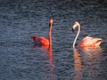 Caribbean Flamingos court on the Gotomeer, Bonaire, Dutch Antilles. Royalty Free Stock Photo