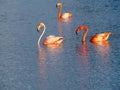 Caribbean Flamingos court on the Gotomeer, Bonaire, Dutch Antilles. Royalty Free Stock Photo