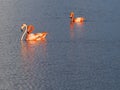 Caribbean Flamingos court on the Gotomeer, Bonaire, Dutch Antilles. Royalty Free Stock Photo