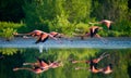 Caribbean flamingos flying over water with reflection.