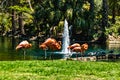 Caribean flamingos gather in groups on their island. Busch Gardens Tampa Bay Florida United States