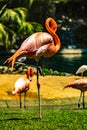 Caribean flamingos gather in groups on their island. Busch Gardens Tampa Bay Florida United States