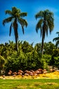 Caribean flamingos gather in groups on their island. Busch Gardens Tampa Bay Florida United States