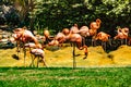 Caribean flamingos gather in groups on their island. Busch Gardens Tampa Bay Florida United States