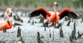 Caribbean flamingos Phoenicopterus ruber ruber.