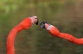 Caribbean Flamingo