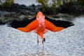 Caribbean flamingos standing in the lagoon. The Galapagos Islands. Birds. Ecuador.