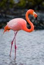 Caribbean flamingos standing in the lagoon. The Galapagos Islands. Birds. Ecuador. Royalty Free Stock Photo