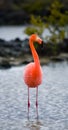 Caribbean flamingos standing in the lagoon. The Galapagos Islands. Birds. Ecuador. Royalty Free Stock Photo