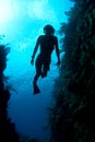 Caribbean Freediver