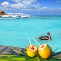 Caribbean fresh coconuts cocktail pelican swimming Royalty Free Stock Photo