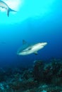 Caribbean gray reef shark