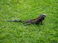 Caribbean Iguana sitting in the grass