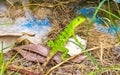 Caribbean green lizard on rock stone Playa del Carmen Mexico Royalty Free Stock Photo